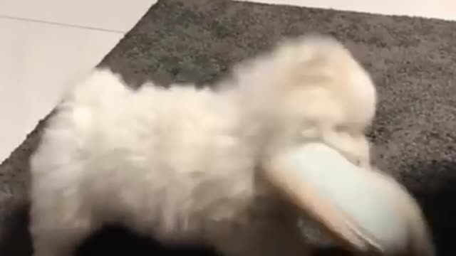 Funny Cats and Dogs 🐱🐶 | Funny Animal Videos #11