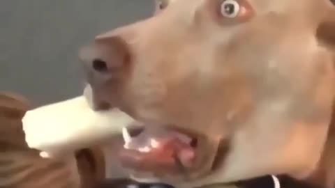 the dog saw something interesting