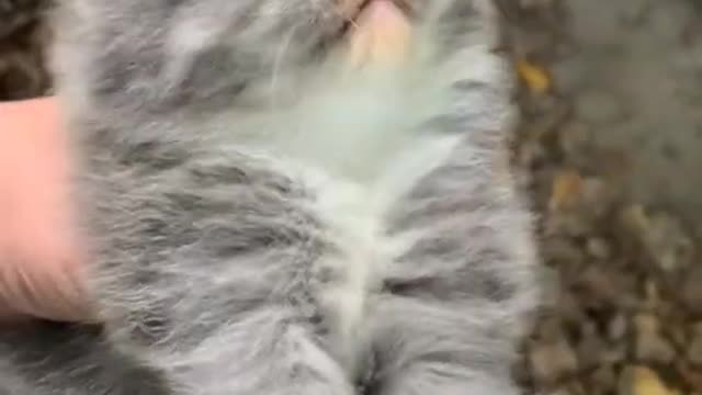 The Unhappy kitten
