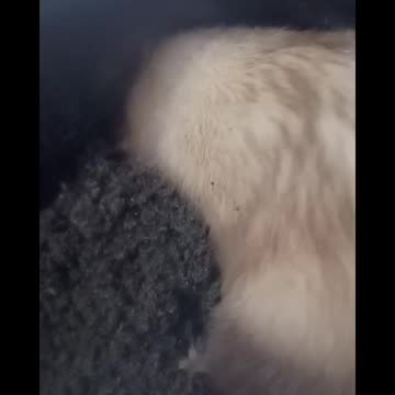 More digging ferret!