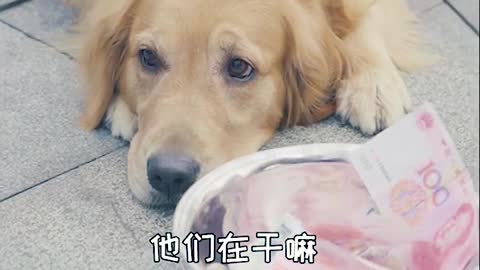 Dogs earn their own dog food