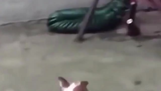 Funny puppy fail