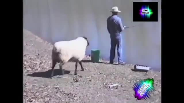 Funniest Animals - Best Of The 2021 Funny Animal Videos