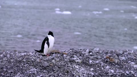 How krill fishery threatens Antarctic wildlife