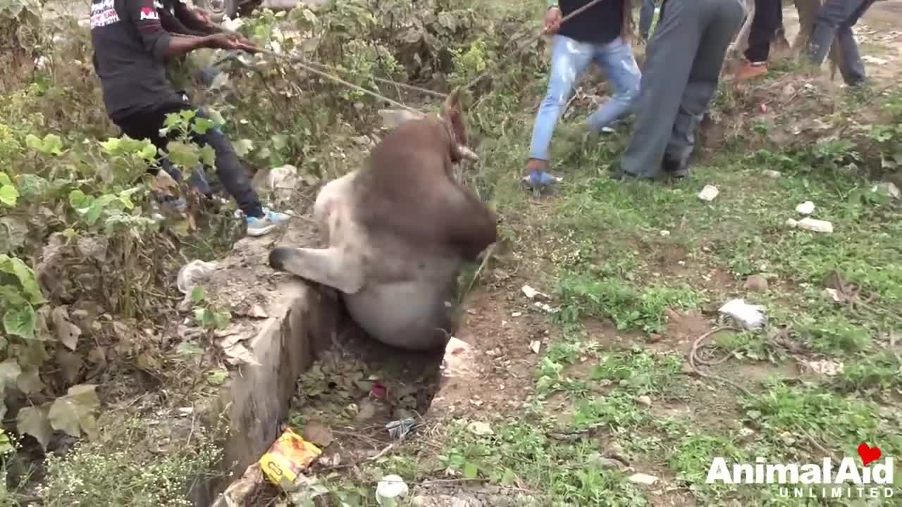0:00 / 4:38 Animals in disasters--10 rescues to make your heart stand still.