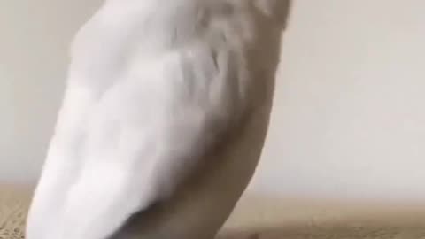 Funny video of bird