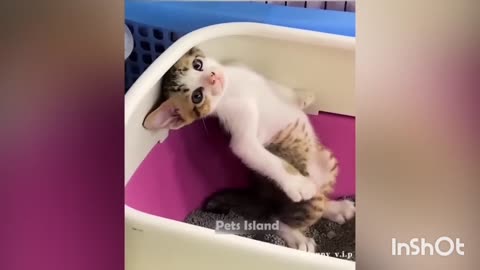 Super funny cats 🐈🤣 2