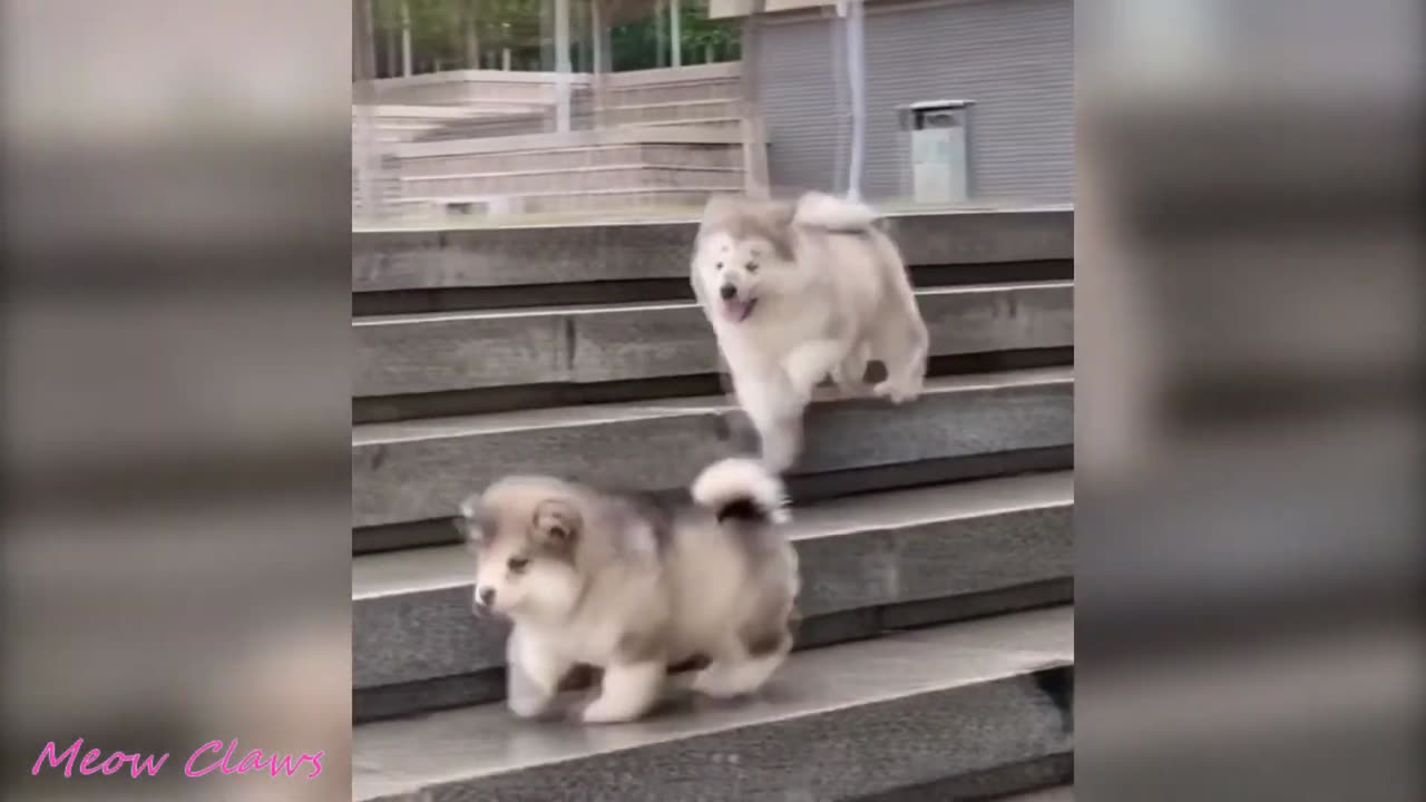 Baby Alaskan Malamute Cutest and Funniest Moments New Compilation | Try Not To Laugh....