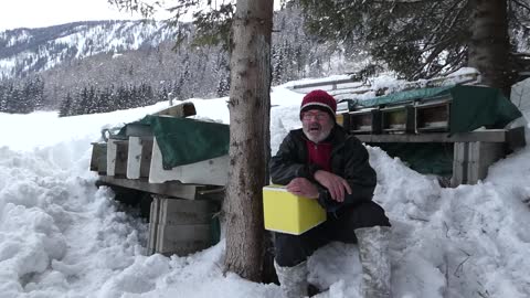 Apicoltura sulle Alpi - Alpine beekeeping