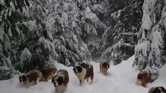 Our dear Saint Bernard