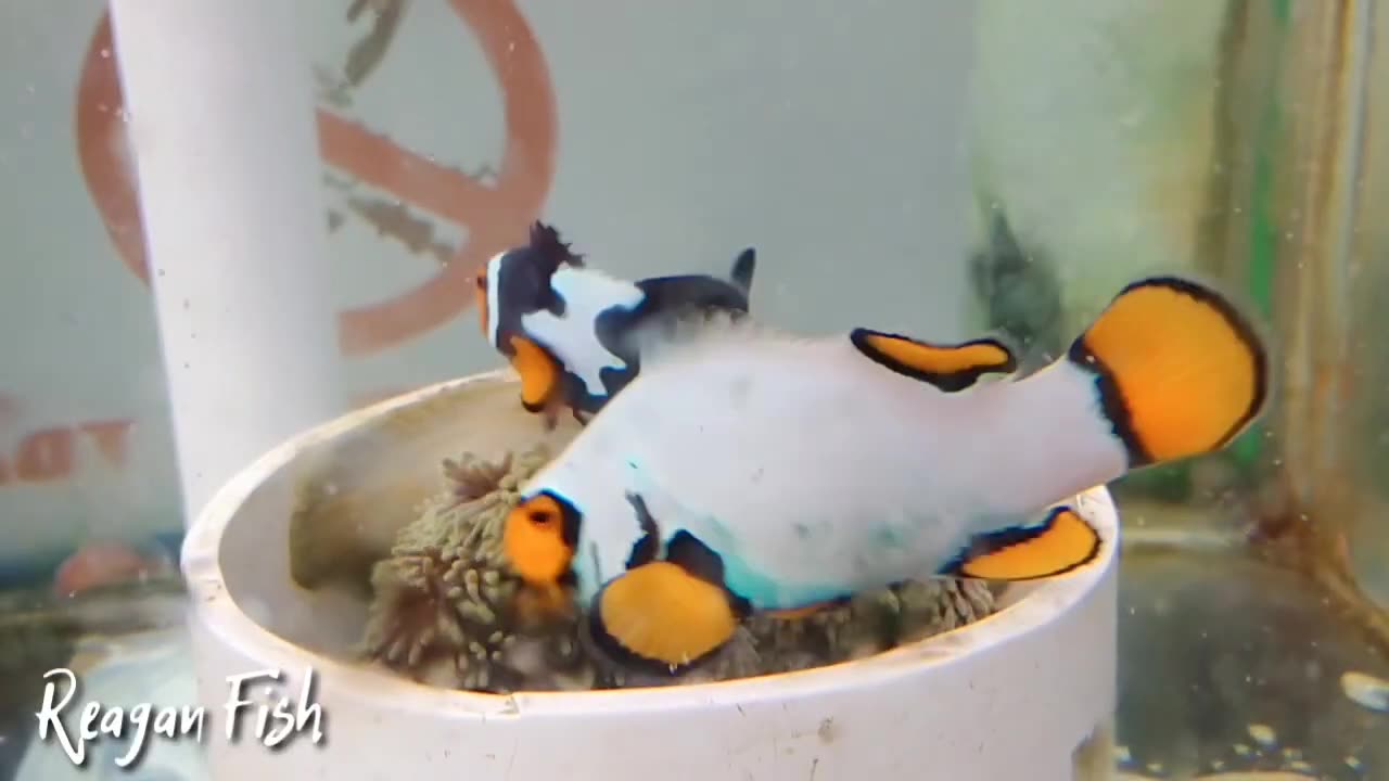 Cultivating Marine Ornamental Fish in Aquariums || Marine Ornamental Fish