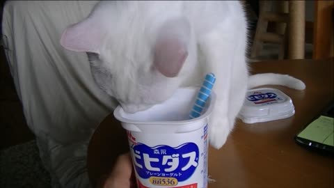 Gato inteligente adora comer yogur con cuchara