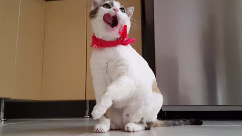 The cat is so funny