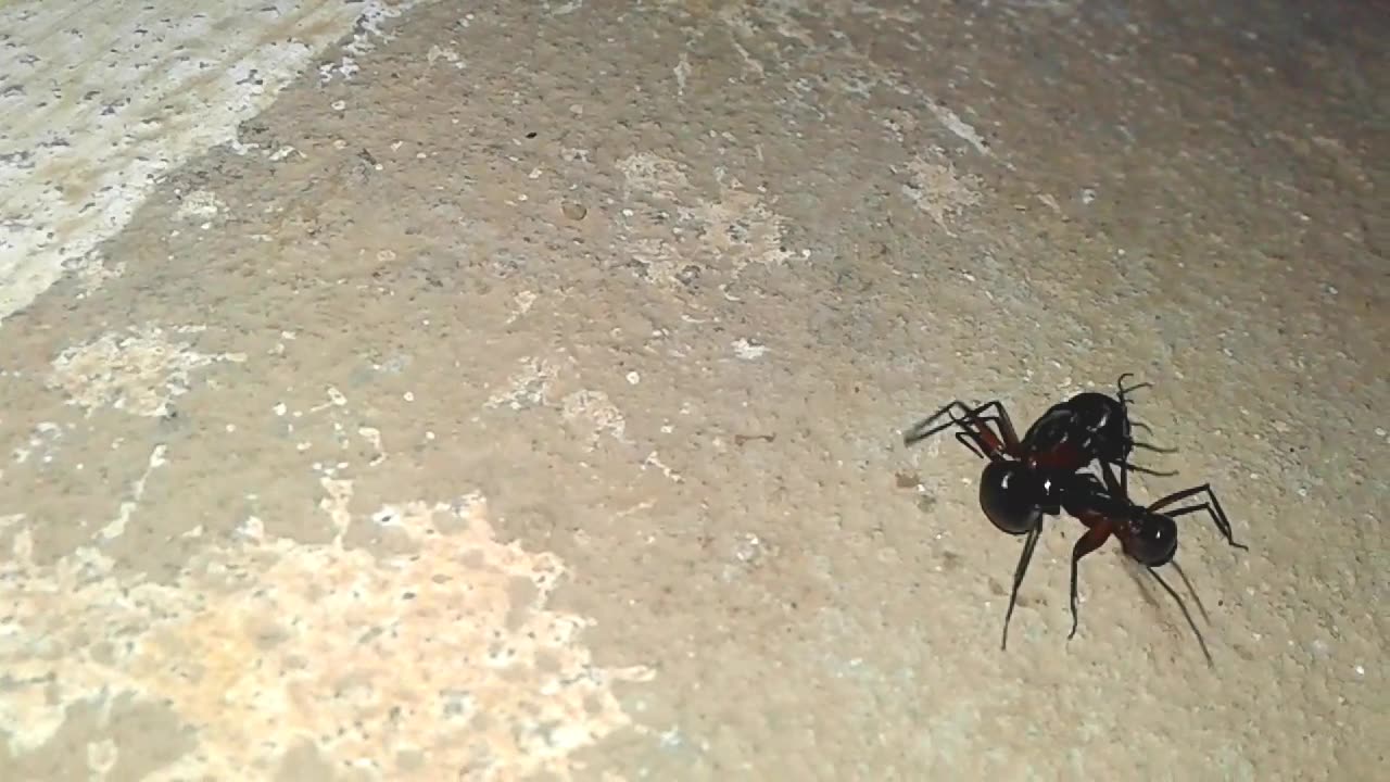 Funny Ants🐜 Fighting funny videos 🤣🤣😂