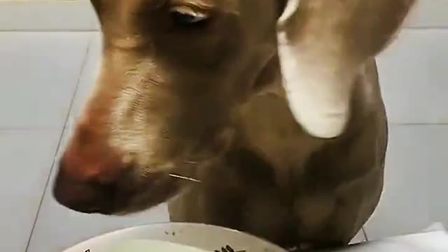 Why do dogs have tears?