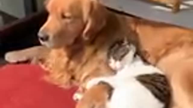 Cute friendly dogs and cat playing- 2020