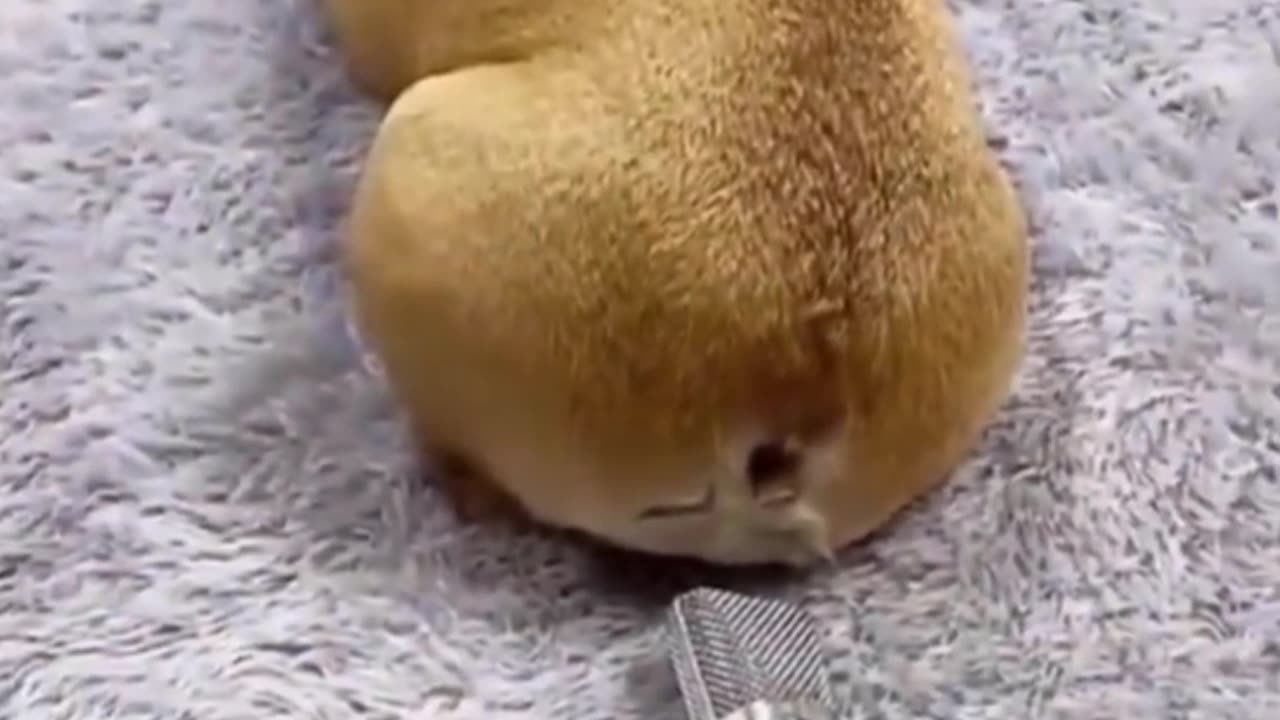 Dog funny video 😂😂😂😂