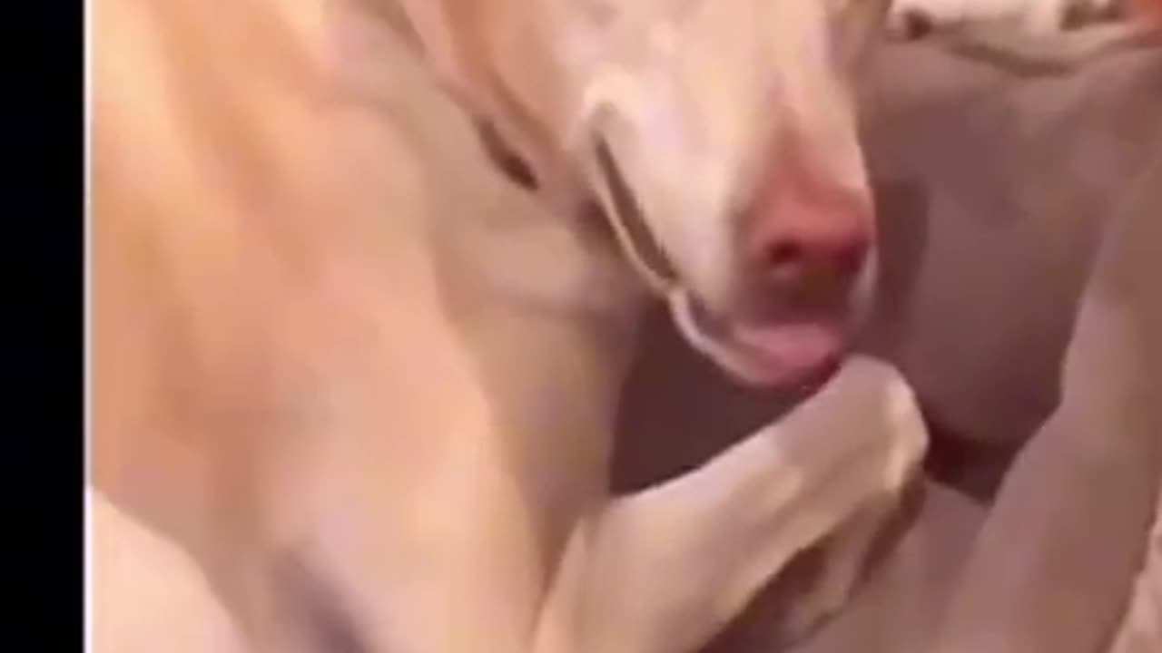Dog funny videos