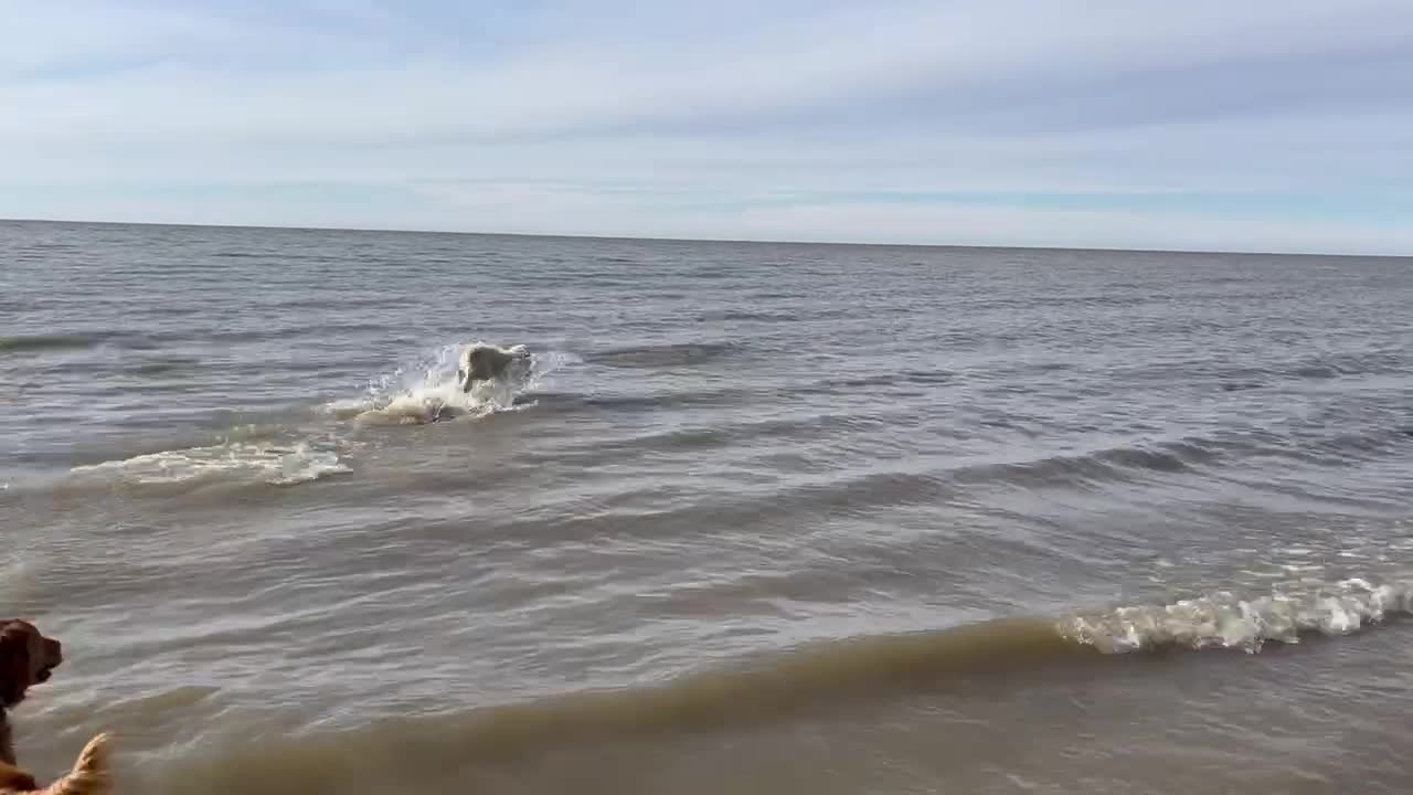 Odin doesn't mind the cold water