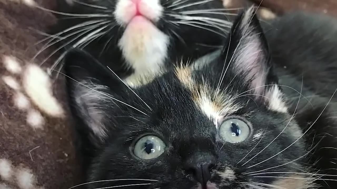 Kitten Who Needed An Incubator To Survive Grows Up To Be A Spitfire | The Dodo Little But Fierce