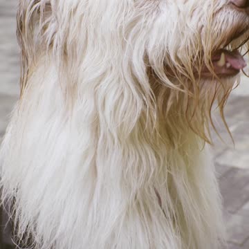 Nice dog my favorite dog