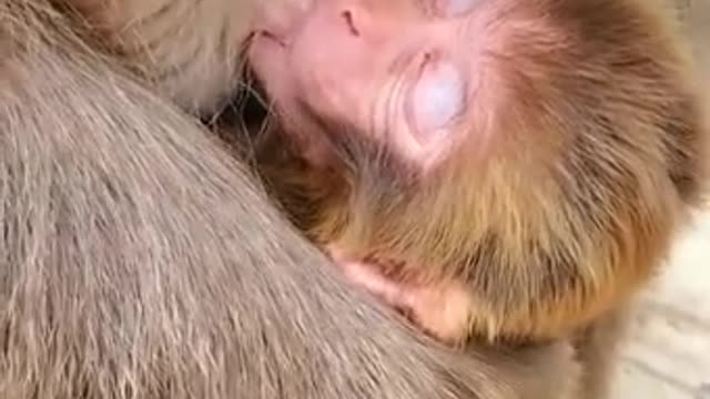 Lovely and Funny Monkey 💚 - Videos Compilation |Life Anything|