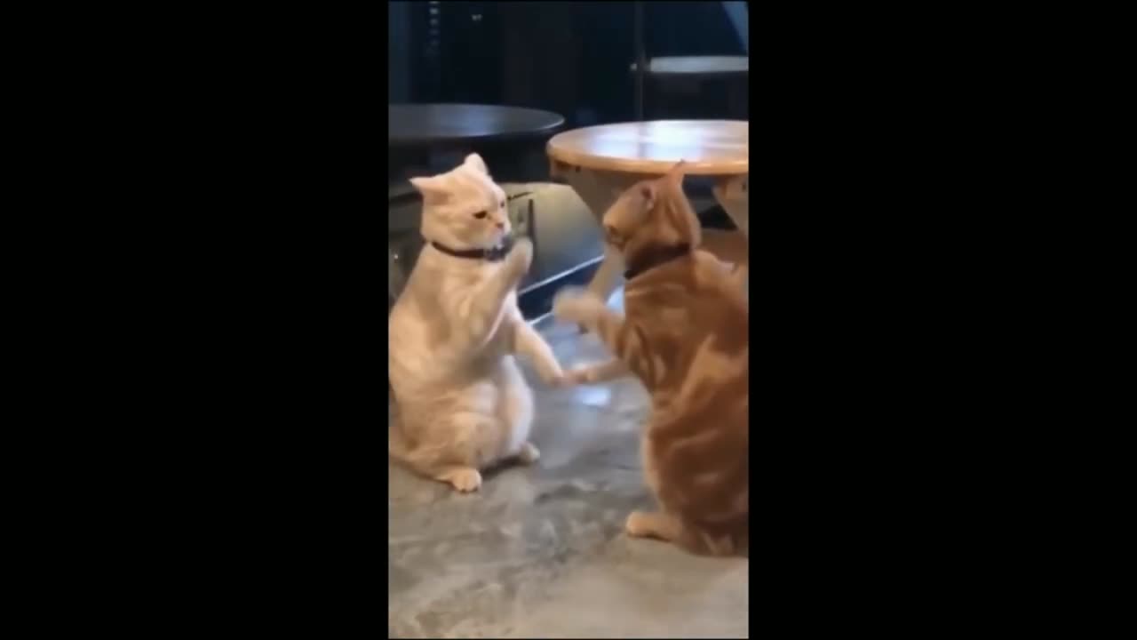 Funny cats video