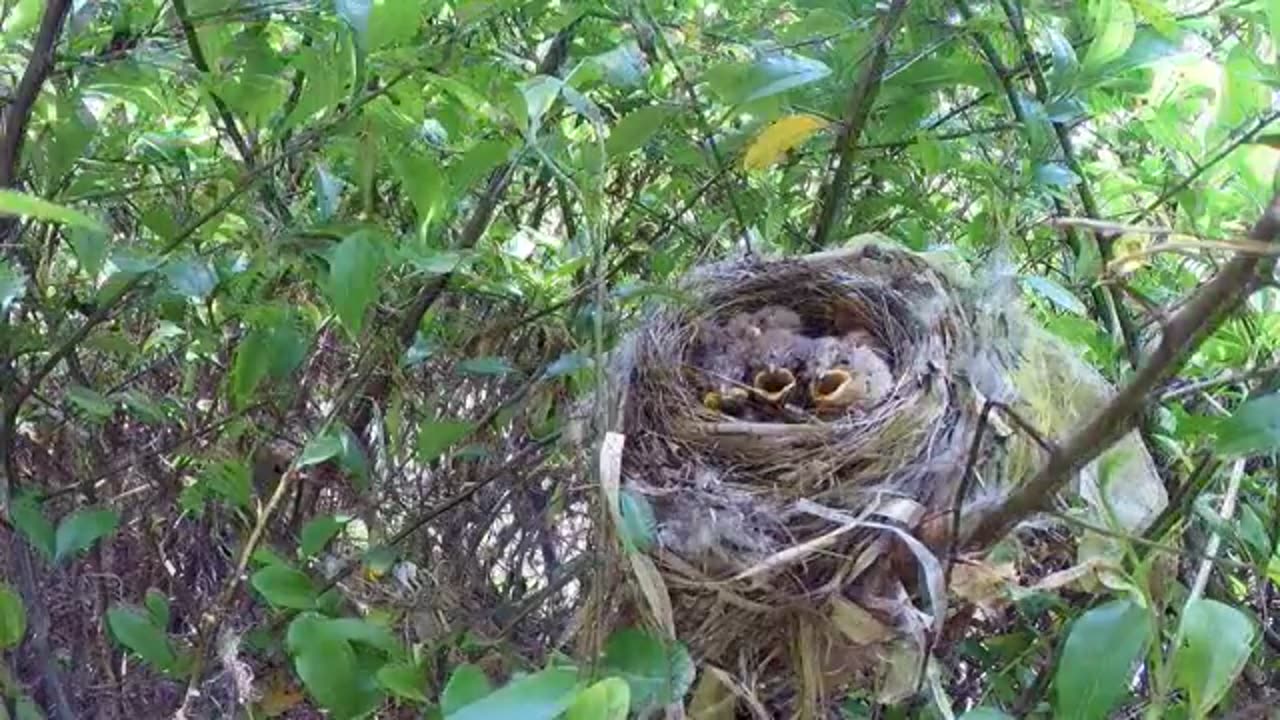 Bird.. Hudching... Brooding