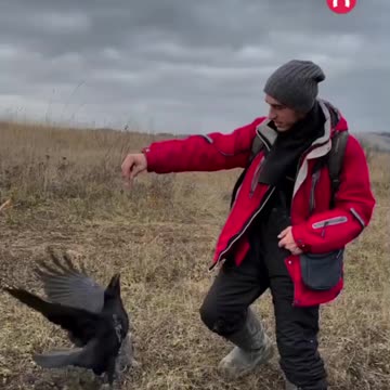 Domesticated Raven is a very good companion 😍