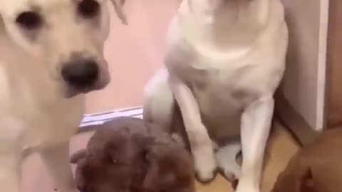 Funny Animal 😹#viral video collection 🤣