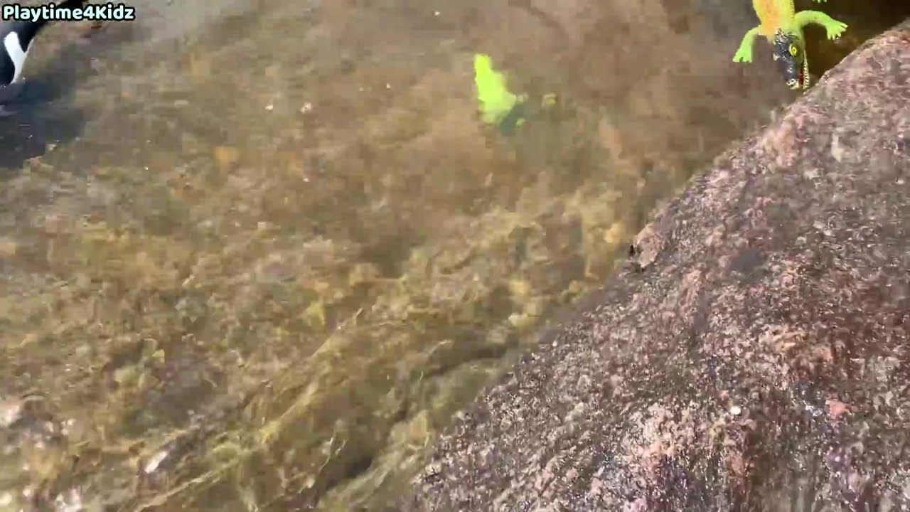 Fish lover