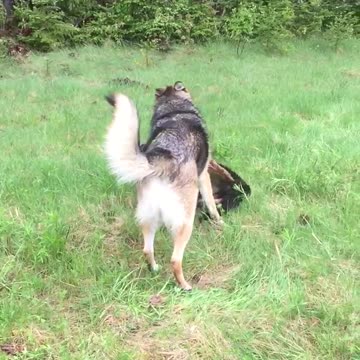 German Shepherd puppy learning to play fight.