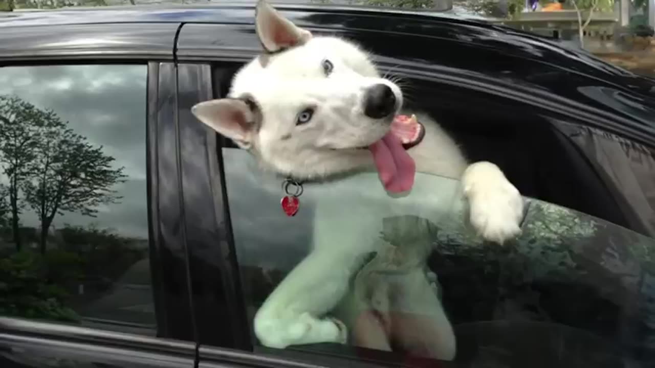 Best Funniest Animal Videos Of The week