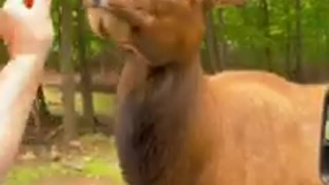 Animal funny video #1