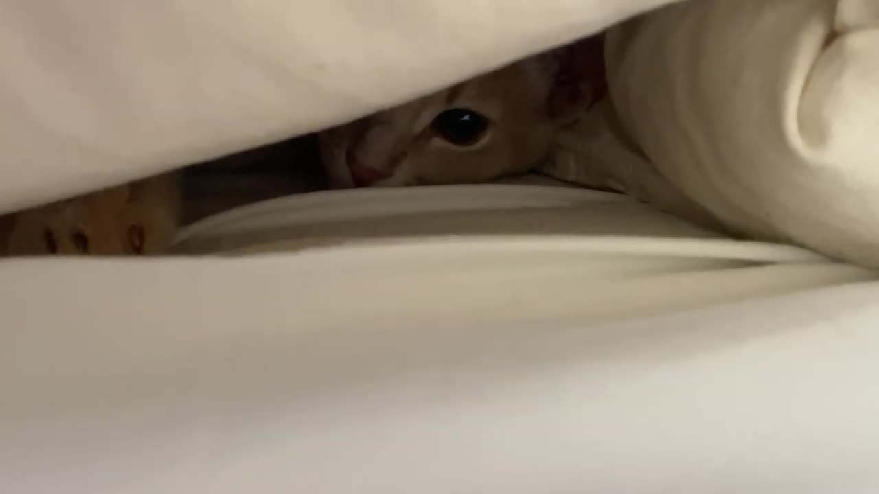 There's a purring danger living under the sheets (scare warning!)