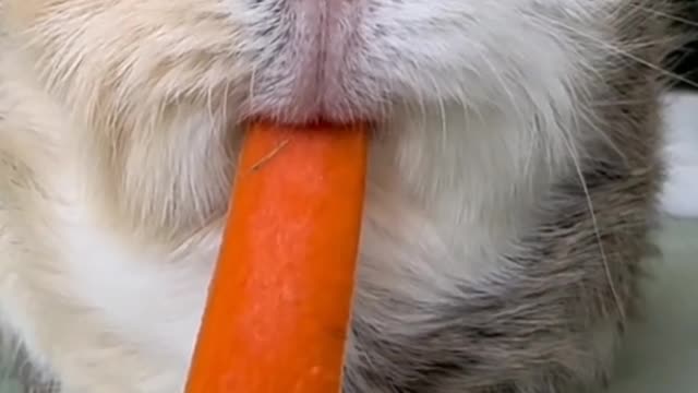 I can eat radishes all day. Can you watch them all day?