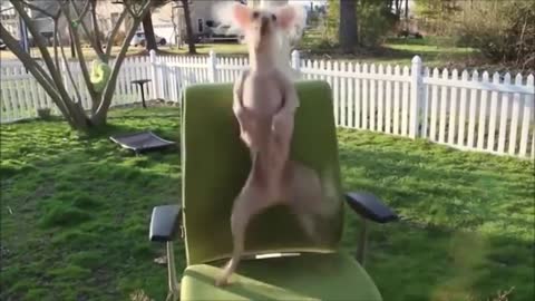 Funny dog Dancing 😁😁