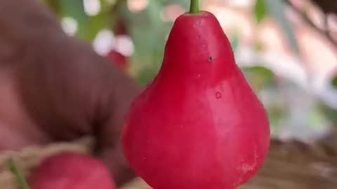 Rose Apple Milkshake #shorts