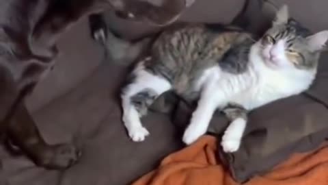 Cutes dogs,Cutest dog in the world 🐶 #Shorts