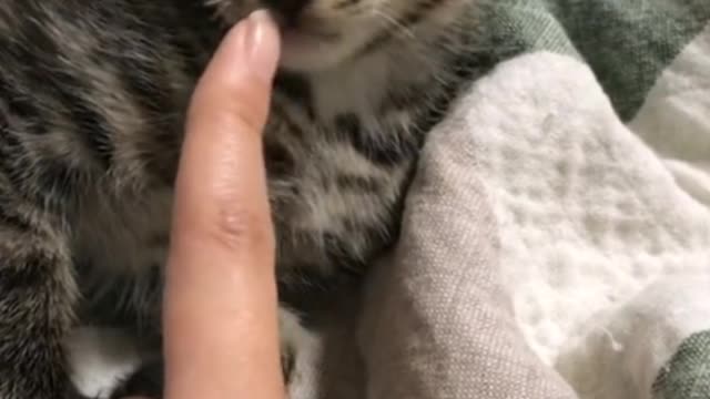 Every day after work want to hurry home to accompany the pet!