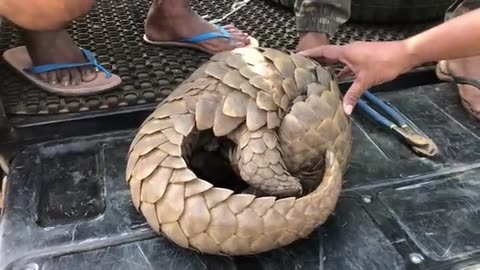 W0W!!❤🌿WORLD 1st RESCUE INDIAN PANGOLIN