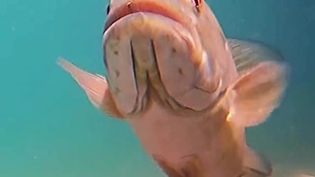 Fish with a head