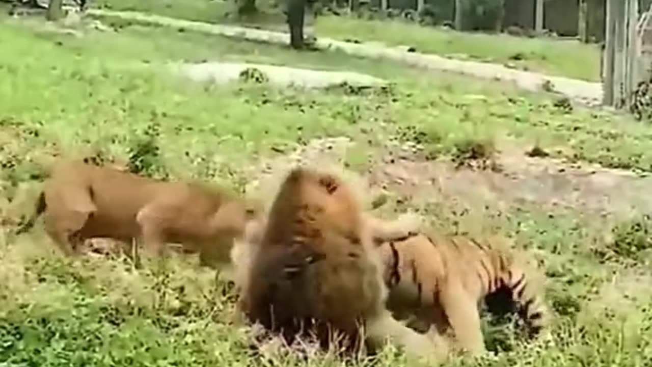 Tiger vs lion who is stronger?