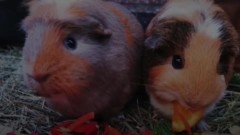 MUM with 88 Guinea Pigs🐀