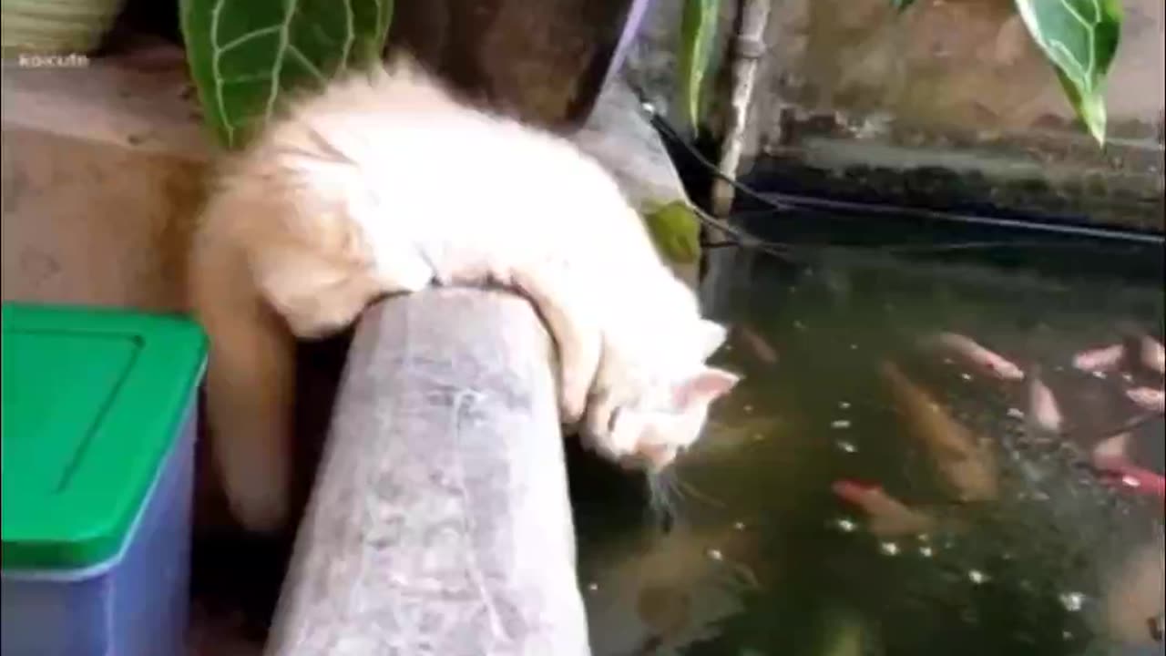 Hungry Cat trying to catch Fish hahaha