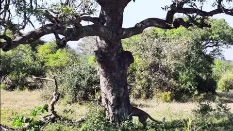 Leopard Looking for Food