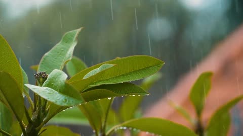 Relaxing Rain Sound in 30 Seconds