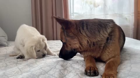 Golden Retriever puppy tries to make friend with German shepherd