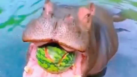 When feeding a hippo, it can eat a whole watermelon