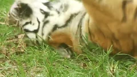 Cat Day Poop Scooper
